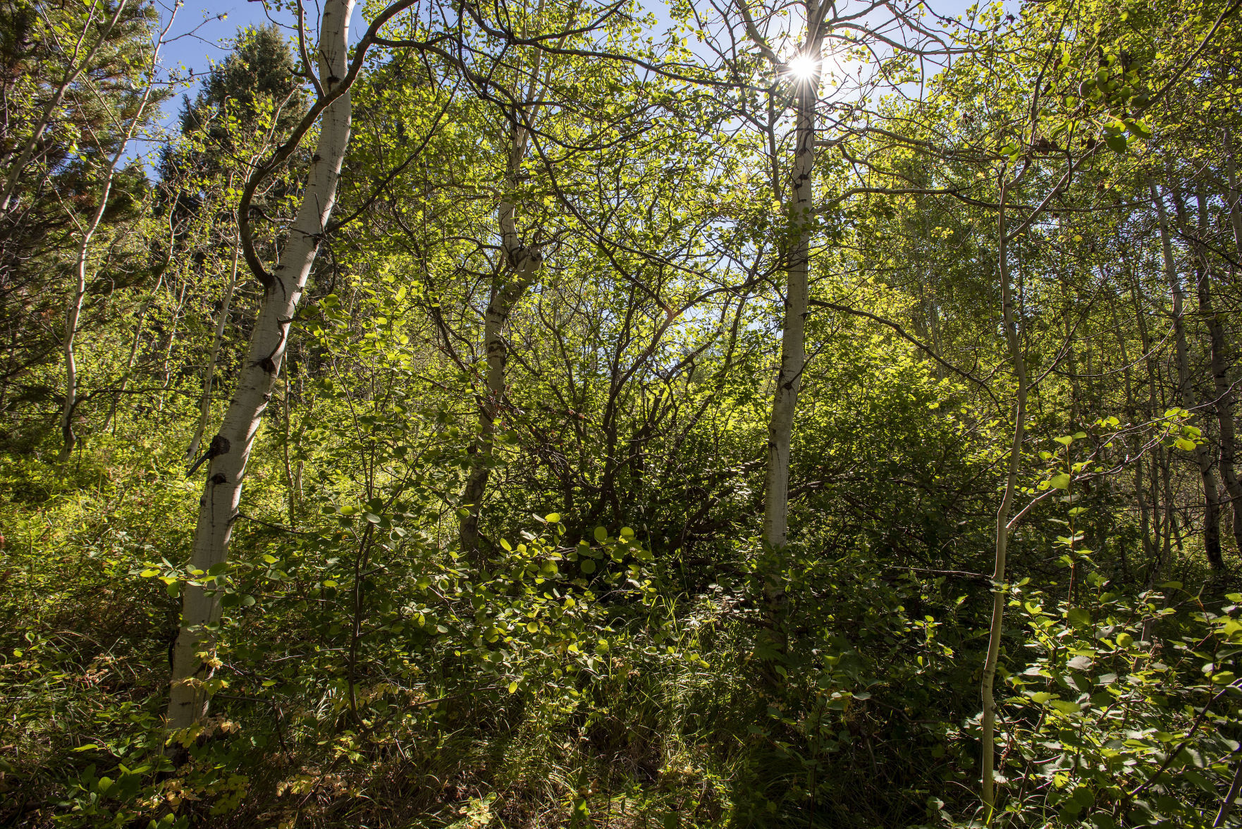 Cache Creek skeletal remains